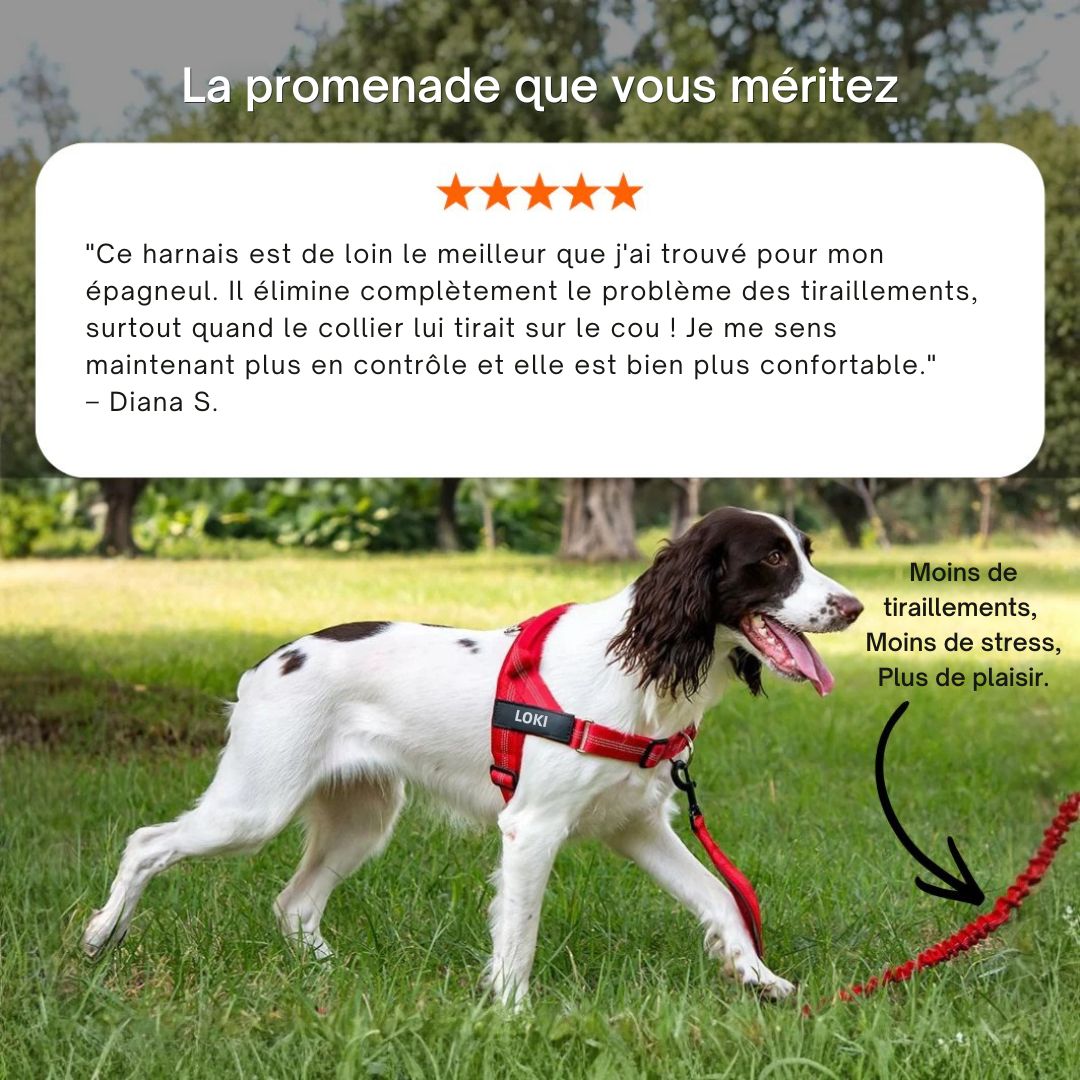 Harnais No Pull – Offrez à votre chien des promenades agréables et sans stress