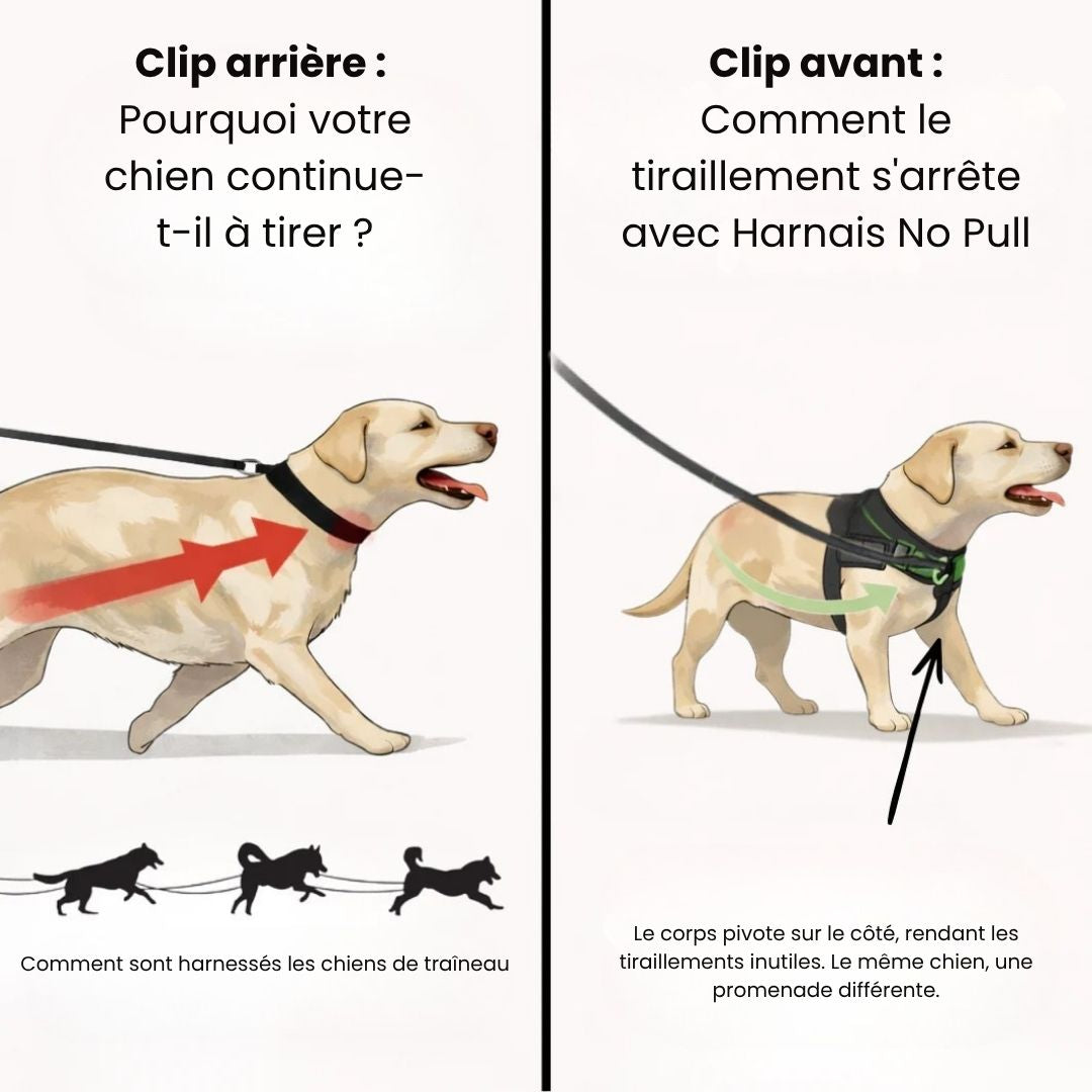 Harnais No Pull – Offrez à votre chien des promenades agréables et sans stress