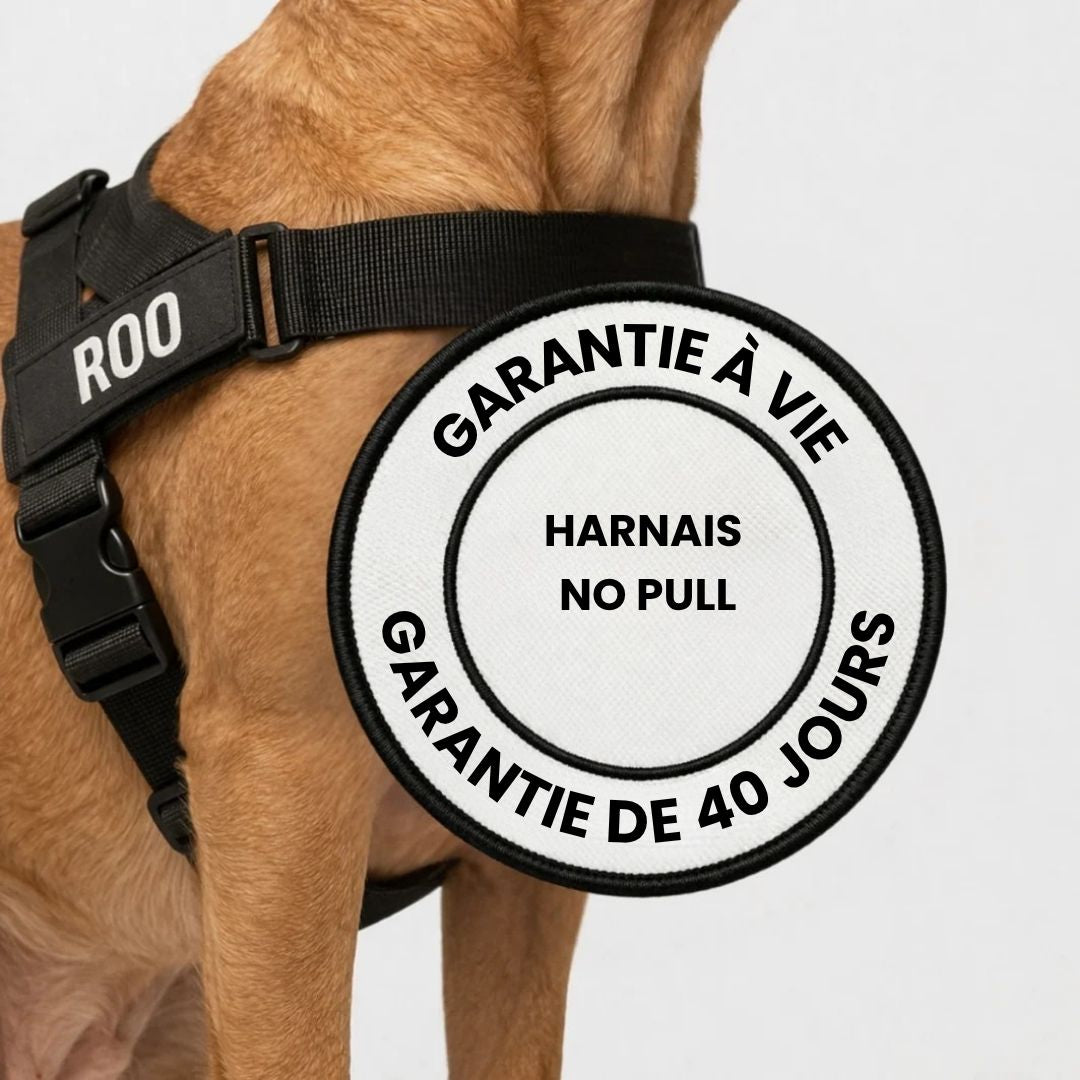 Harnais No Pull – Offrez à votre chien des promenades agréables et sans stress