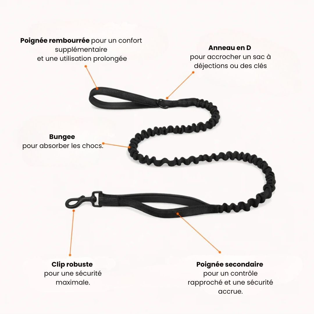 Harnais No Pull – Offrez à votre chien des promenades agréables et sans stress