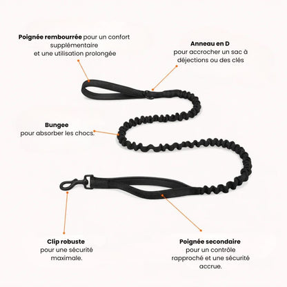 Harnais No Pull – Offrez à votre chien des promenades agréables et sans stress